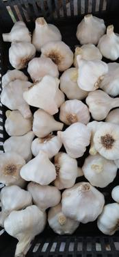 Public product photo - To ensure that you get the best quality and the best price, you have to deal with Alshams company.
We are  alshams an import and export company that offer all kinds of agriculture crops.
We offer you  Fresh Garlic 
